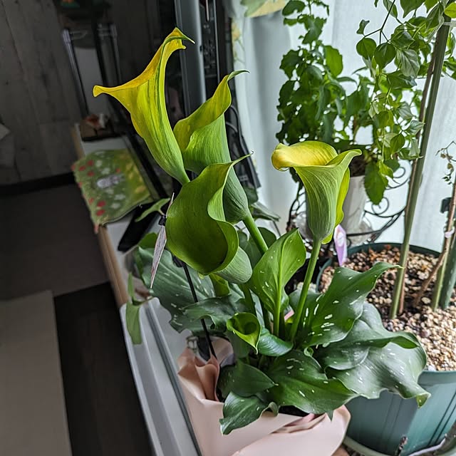 quanshanxia037さんの部屋