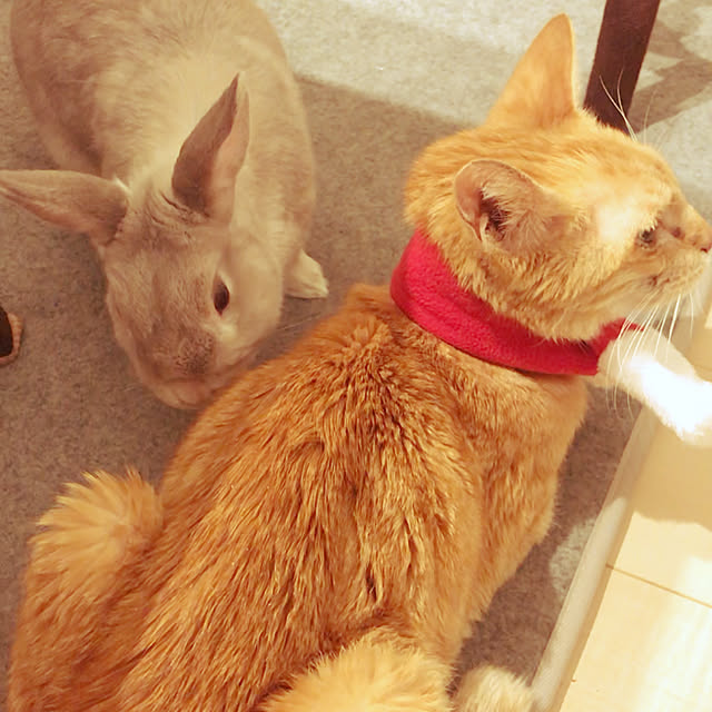 Satokoさんの実例写真