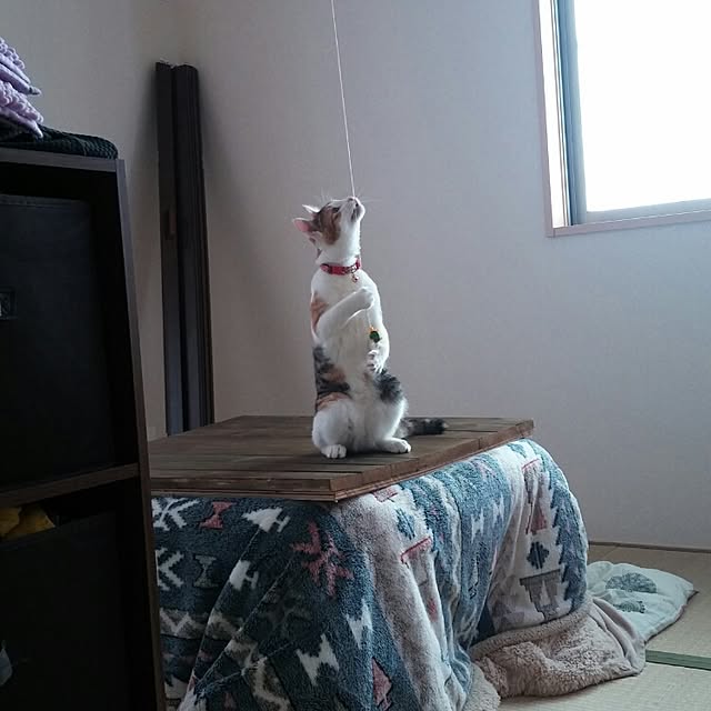 l..tomesanさんの実例写真