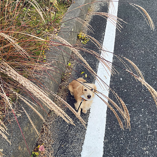 uninekoさんの実例写真