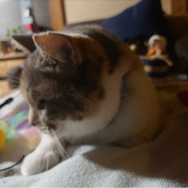 fukuさんの部屋