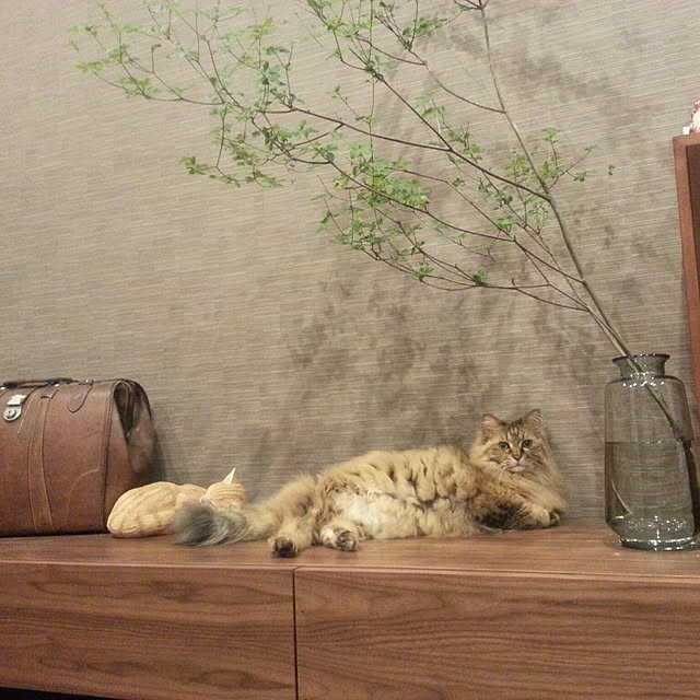 noriさんの実例写真