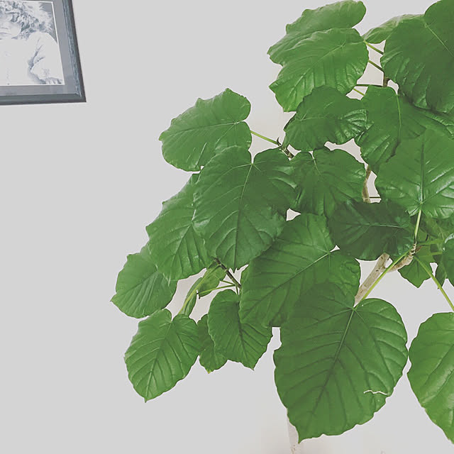 botanical_fieldさんの実例写真