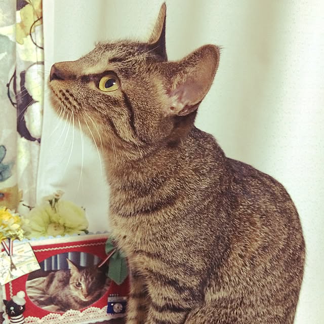 gorogoroさんの実例写真