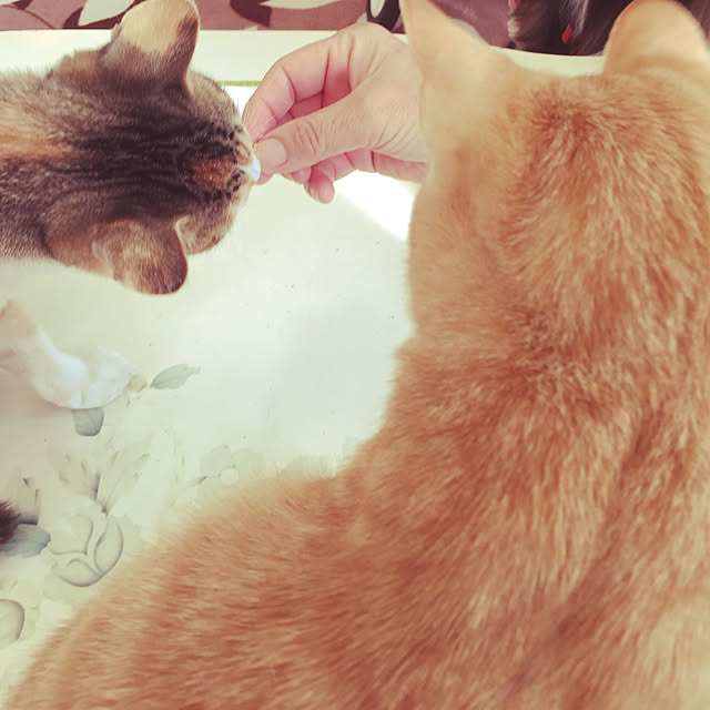実例写真