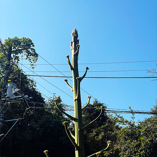 kabu10さんの実例写真