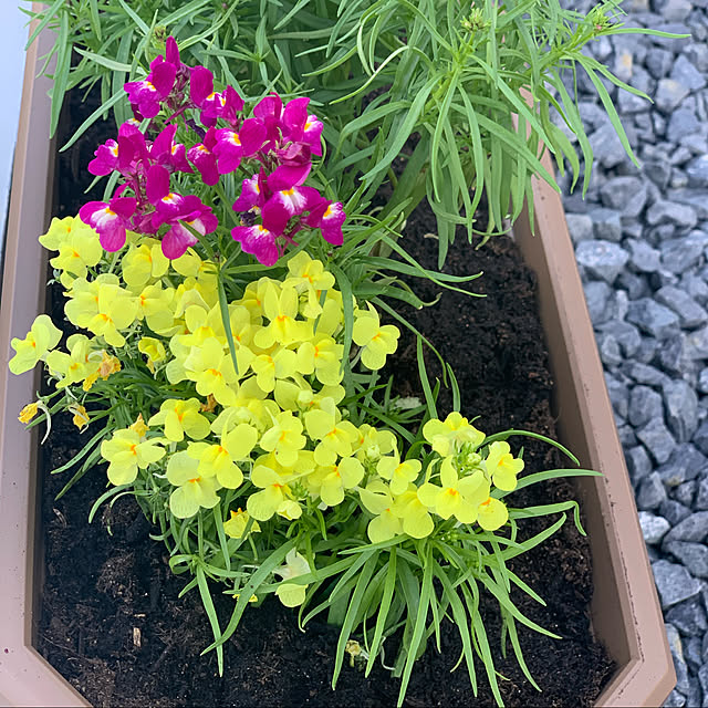 h_home.hさんの実例写真