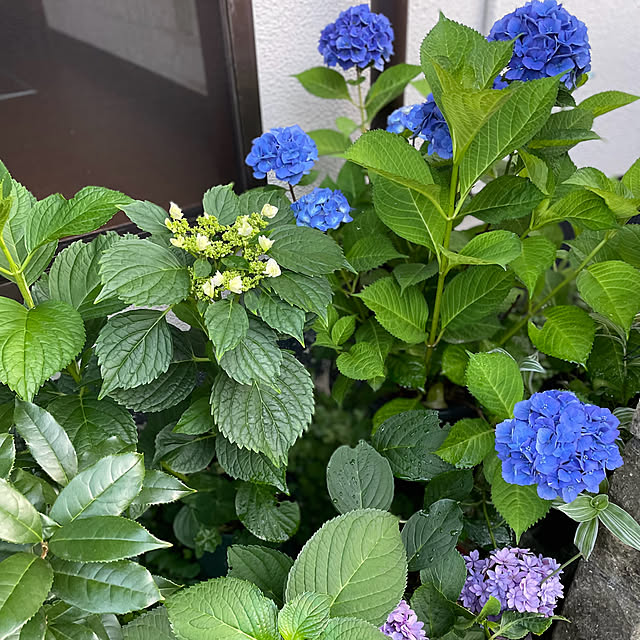 buchiさんの部屋