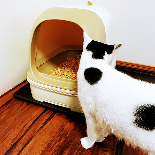 kikurinさんの部屋