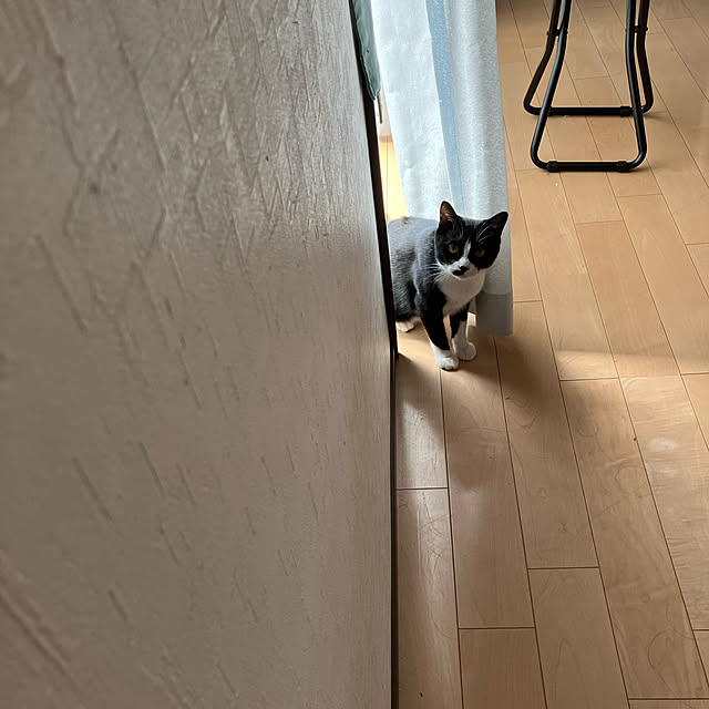 nekoさんの実例写真