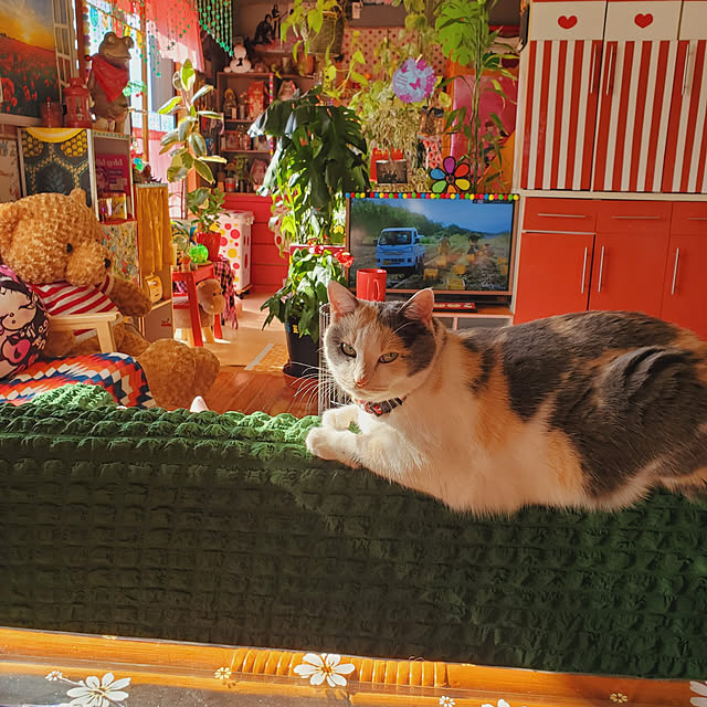 kumutanさんの実例写真