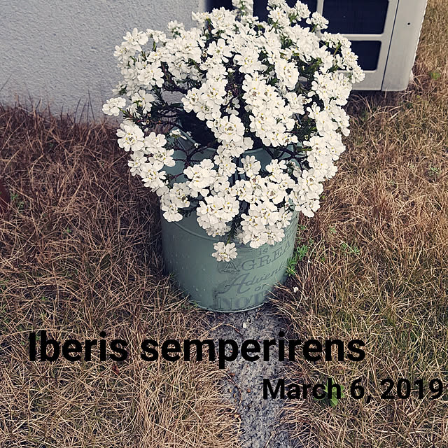 masarinn.さんの実例写真