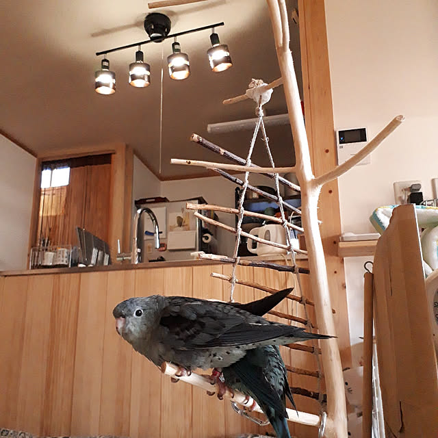 kazuraさんの実例写真