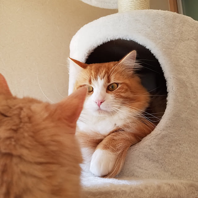 shimaさんの実例写真