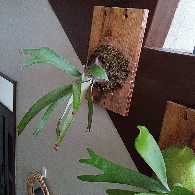 mikeさんの実例写真