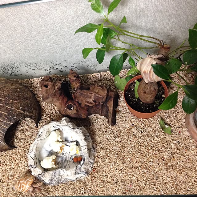 kimikoさんの実例写真