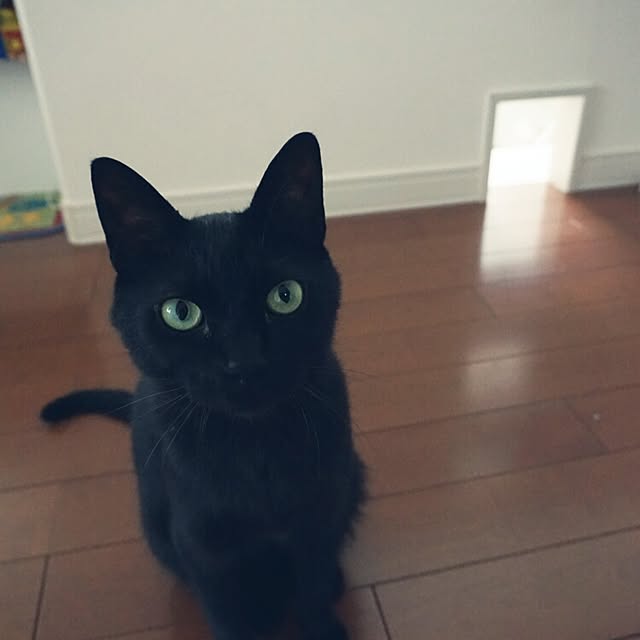 arutotoさんの実例写真