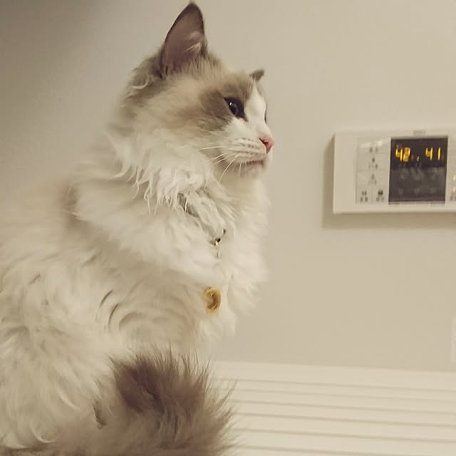 harusamensoupさんの実例写真