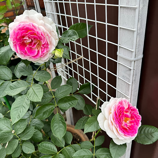 RoseLife5818さんの部屋