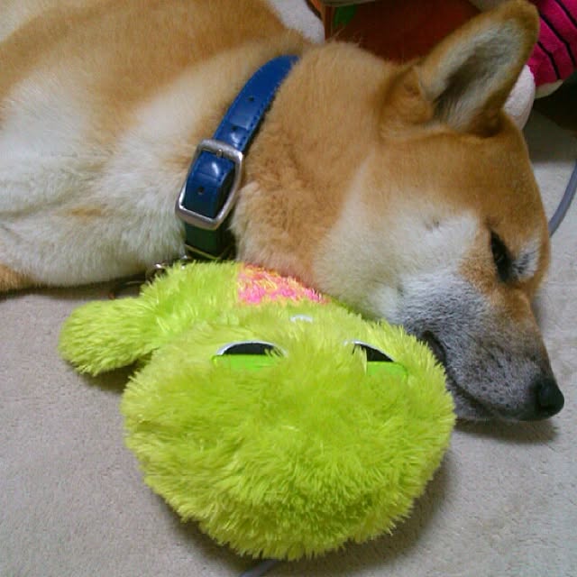 kotaさんの実例写真