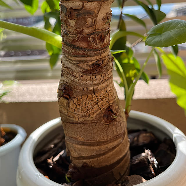 khaiさんの部屋