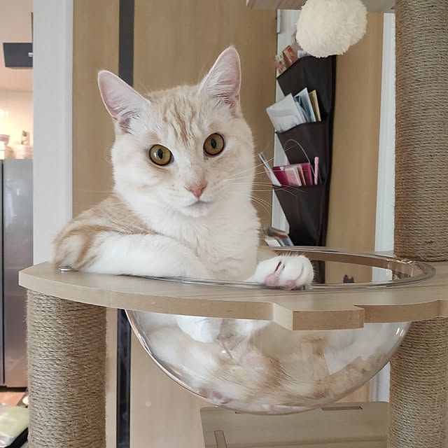 Ai_Mさんの実例写真
