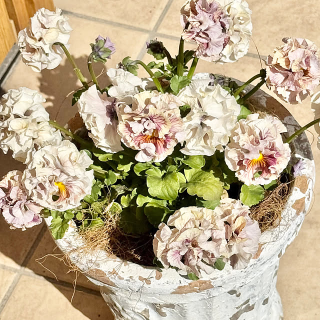 Chigusaさんの部屋