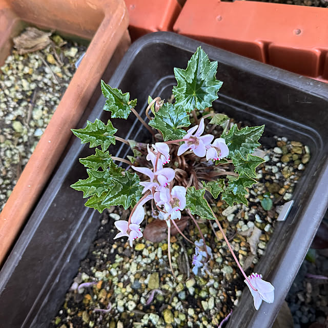 mamizaさんの部屋