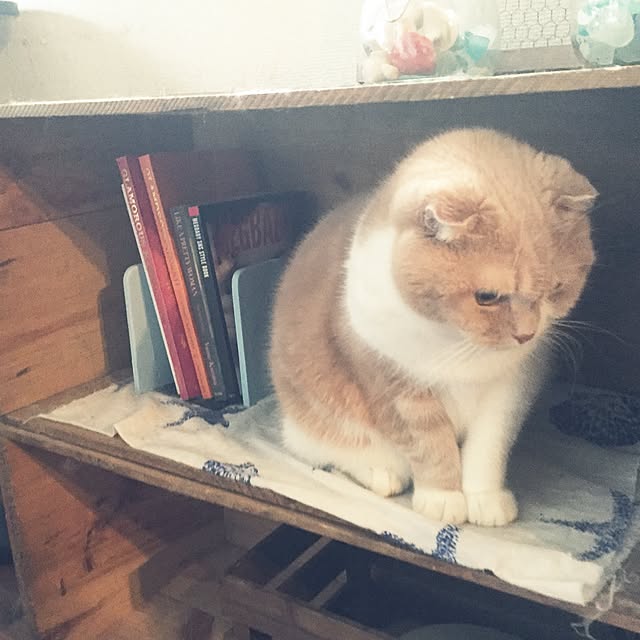 runtenさんの実例写真