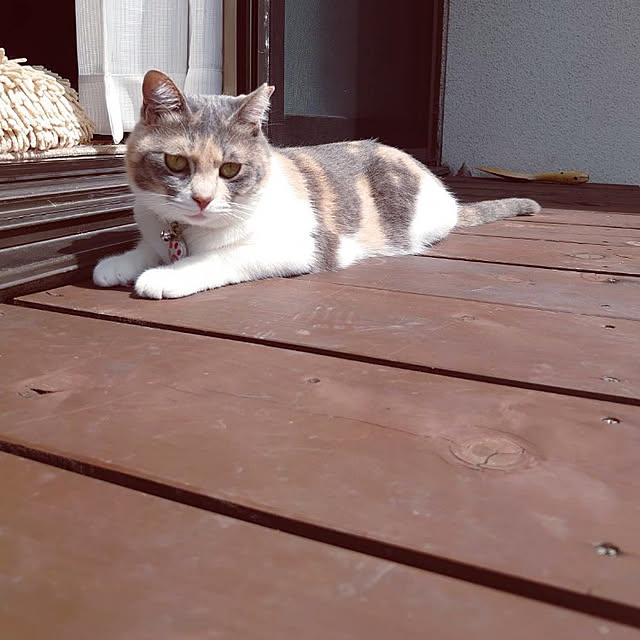 玄関/入り口/古い一軒家に住む/保護猫→家猫/ねこと暮らす/三毛猫...などのインテリア実例 - 2021-08-30 09:00:47