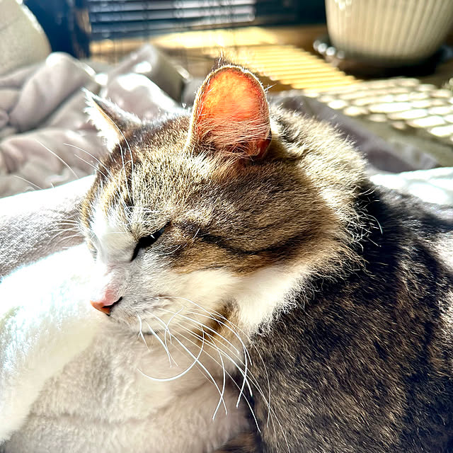 Kyouさんの実例写真