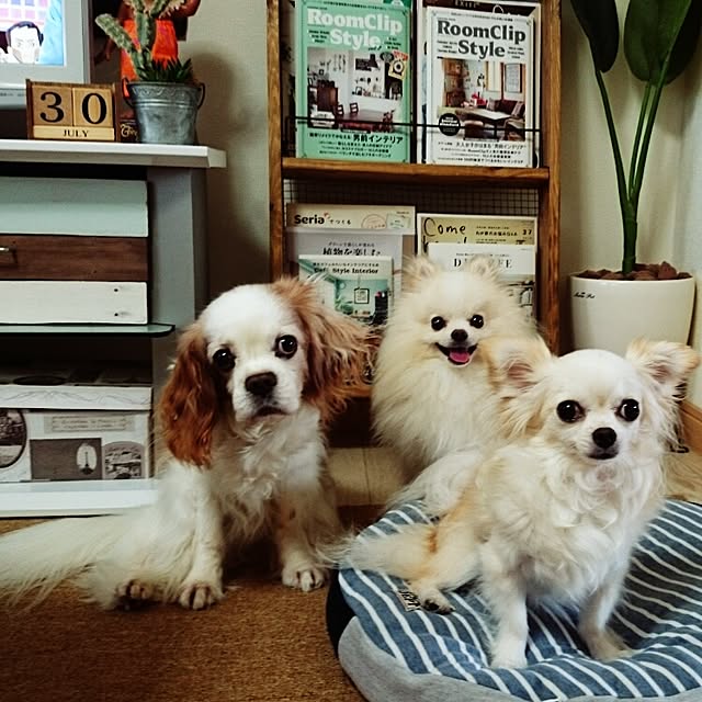 yukaさんの実例写真