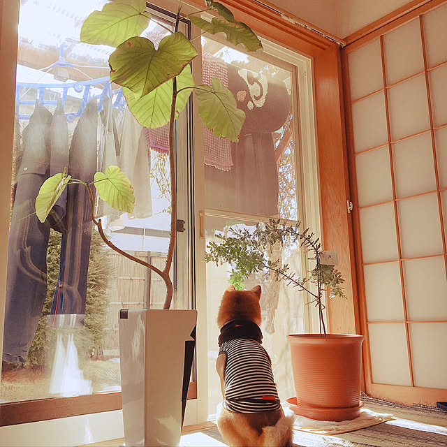 tanyuumoさんの実例写真