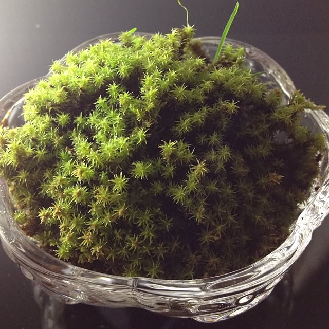 cannyさんの実例写真
