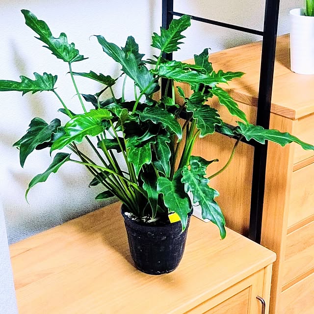 hanachanさんの部屋