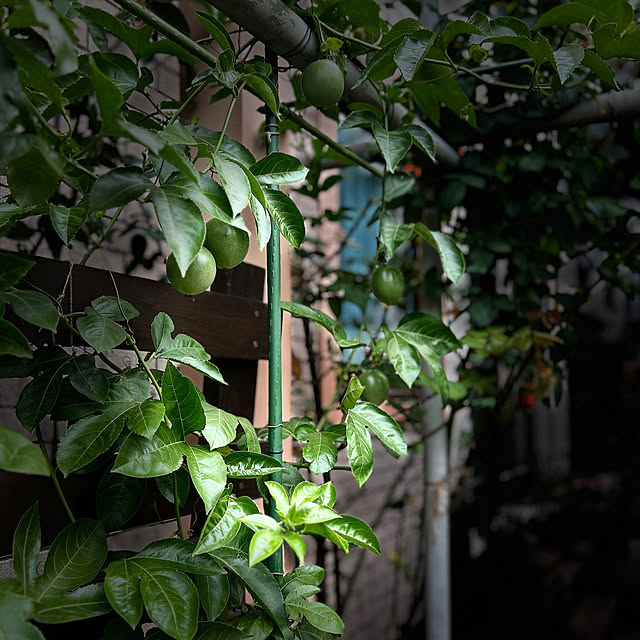 botanさんの部屋