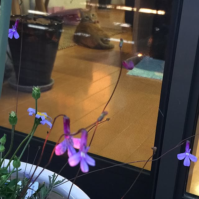 hanaさんの実例写真
