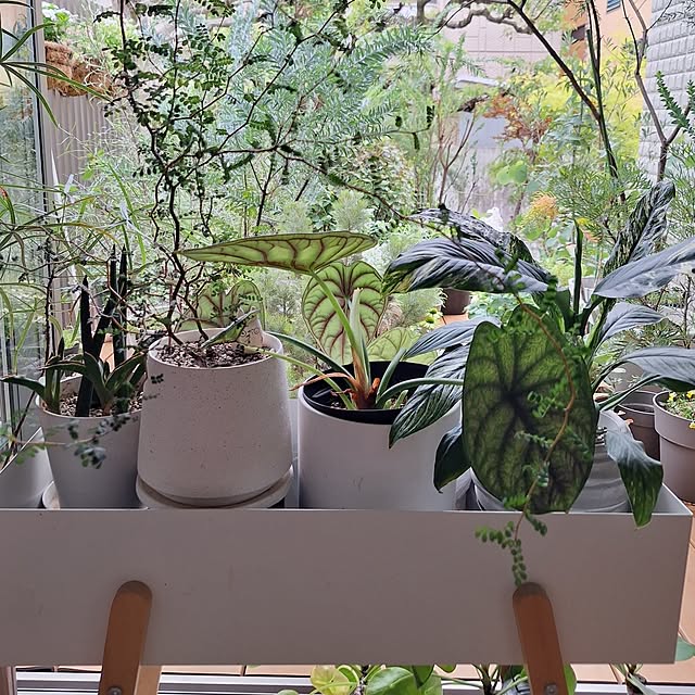 souさんの部屋