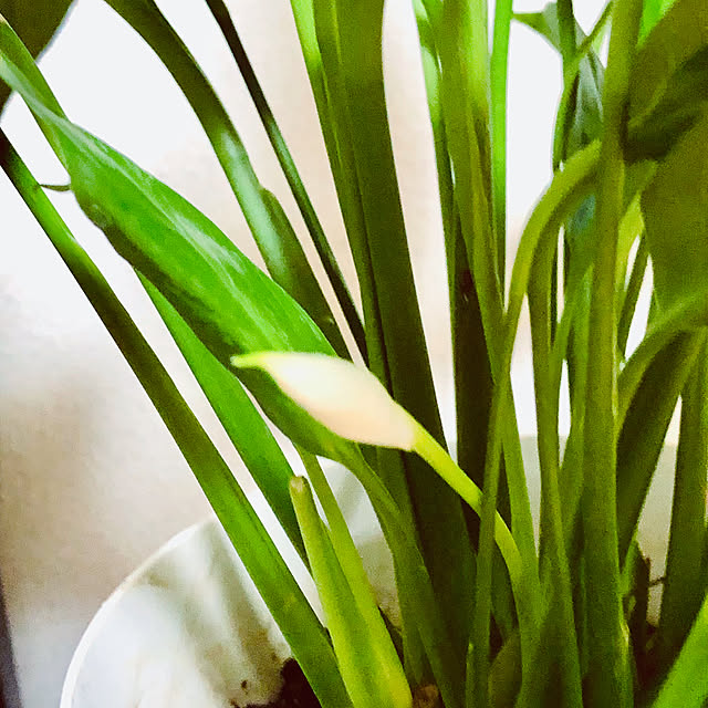 hanachanさんの部屋