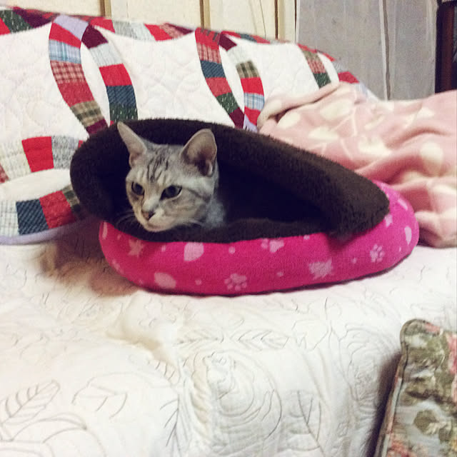 momokiriさんの実例写真
