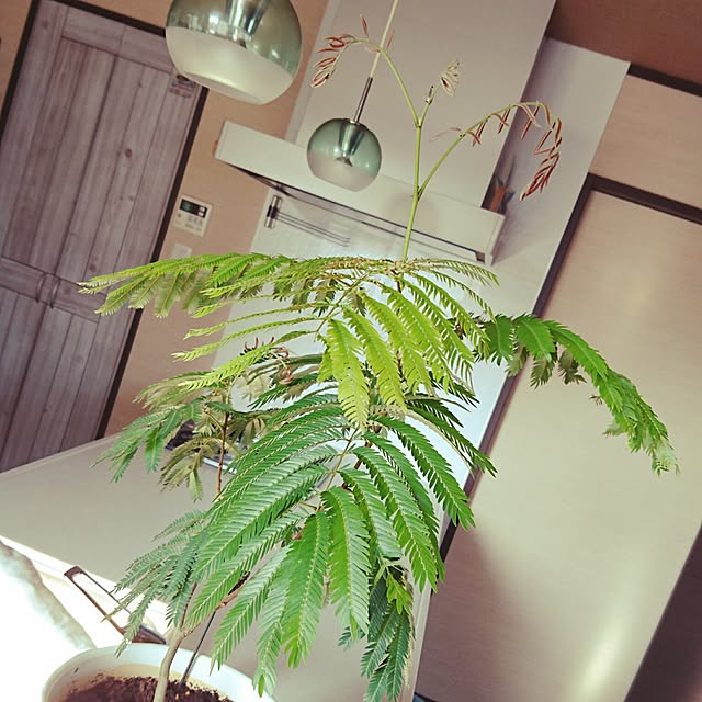 cocosorasakuさんの実例写真
