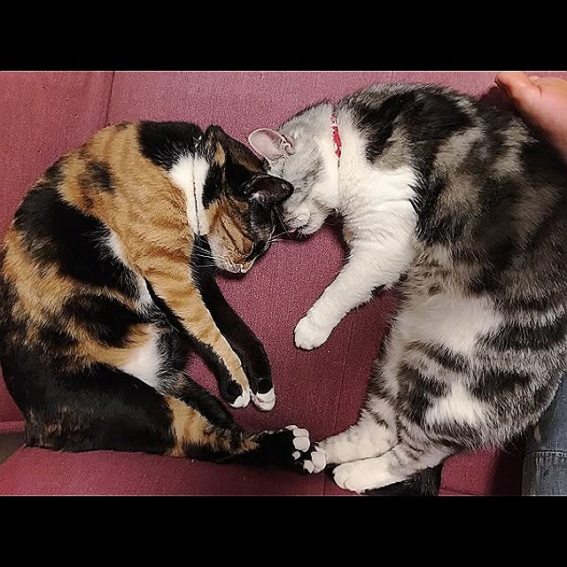 a_ko_a_koさんの実例写真
