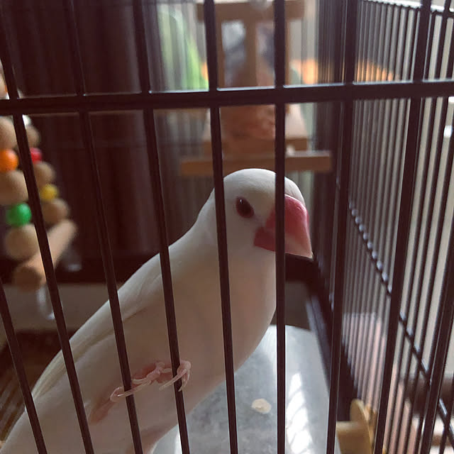 mofzeniさんの実例写真