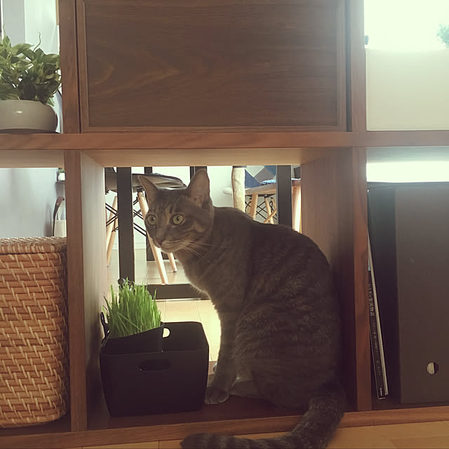 kichiさんの実例写真