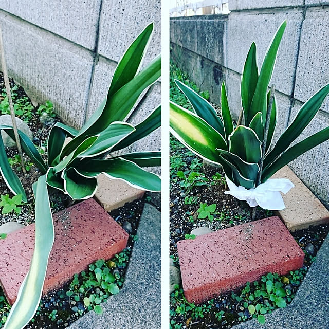 jijichanさんの実例写真