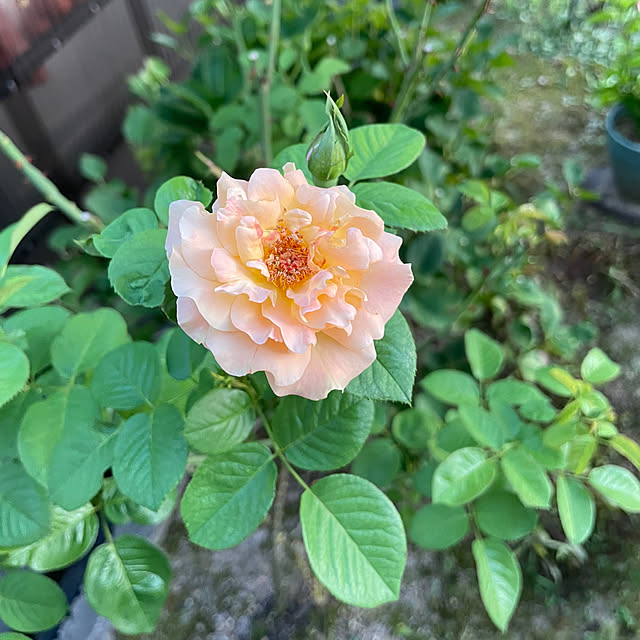 kakoさんの実例写真