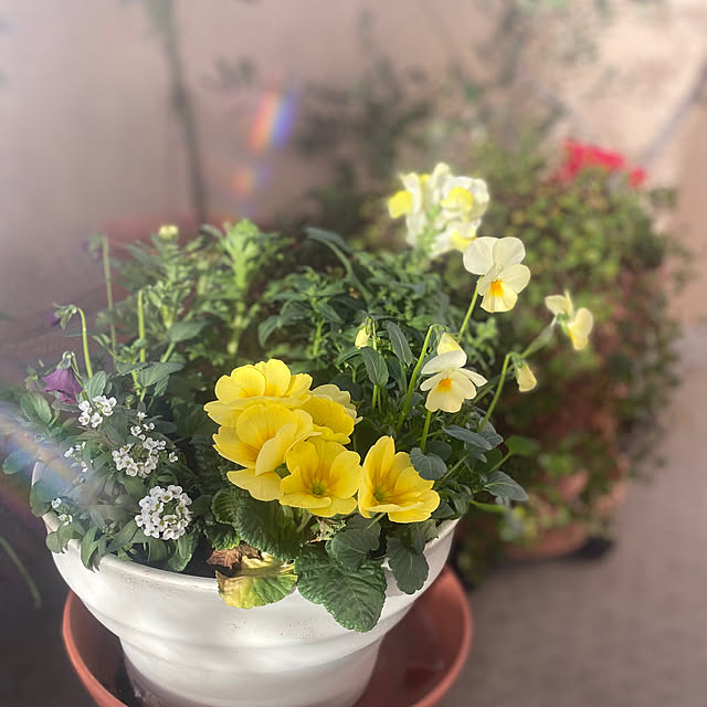 cottoncottonさんの部屋