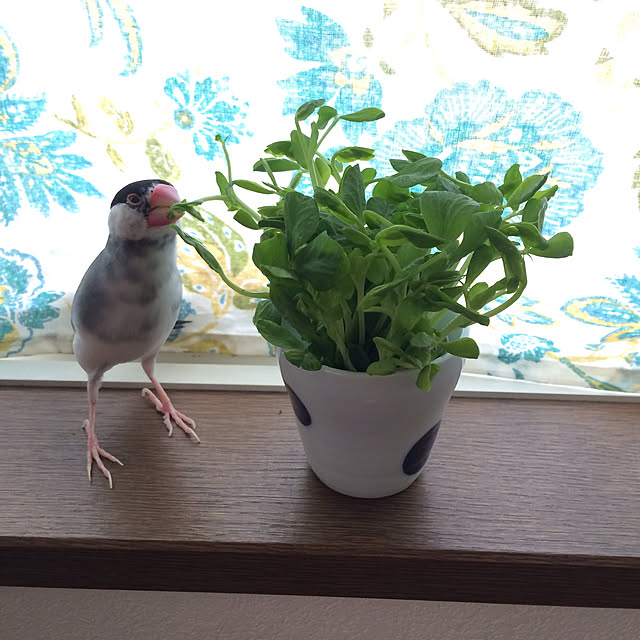 soramameさんの実例写真