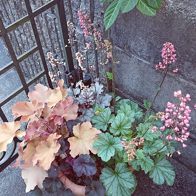 taeko0779さんの実例写真