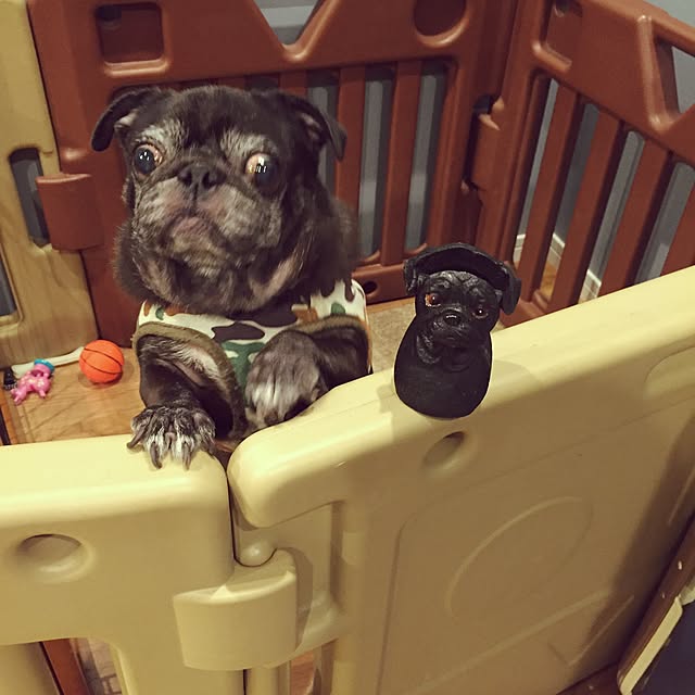pugholicさんの実例写真
